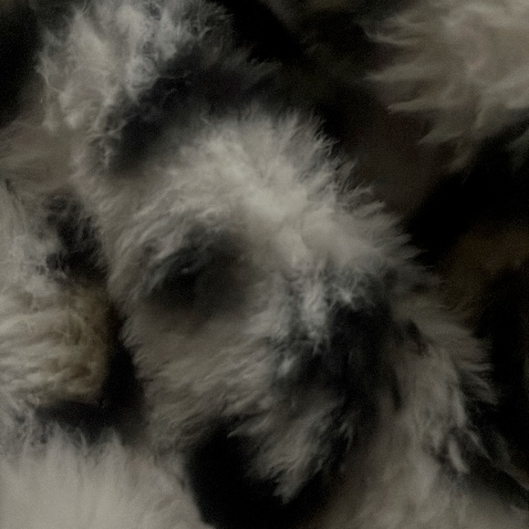 Meet your Posher, Ashketchum - Picture 1 of 1